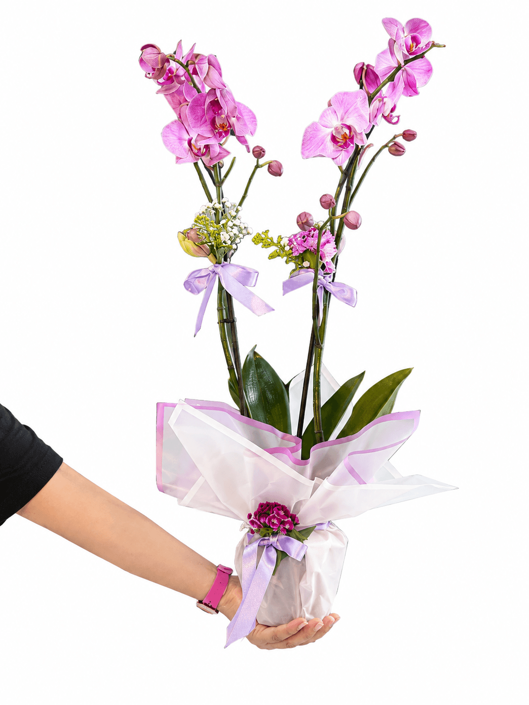 2 Stems of Purple Orchid Flowers