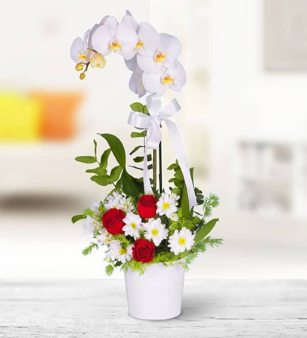 White Orchid Arrangement