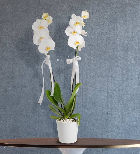 2 Stems of White Orchid Flowers