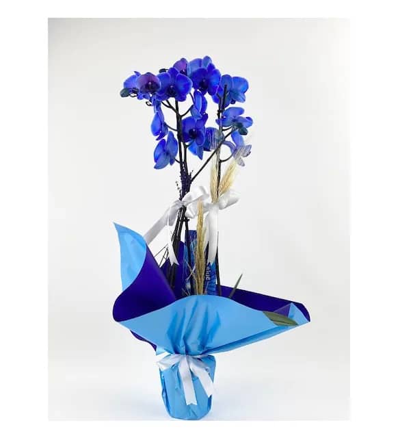 2 Stems of Blue Orchid (Premium Design)