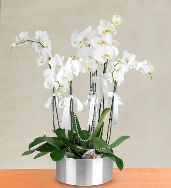 6-Stem White Orchid Arrangement