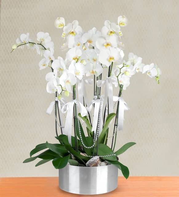 7-Stem White Orchid Arrangement