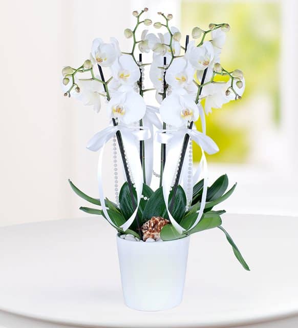 4 Branches White Phalaenopsis Orchid
