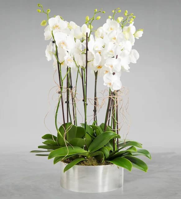 Mercedario 10 Stem White Orchid