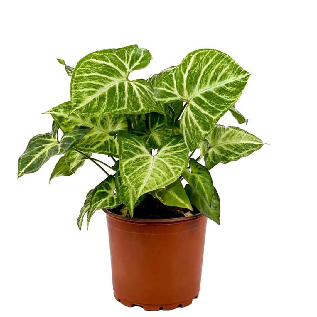 Цветок «Крыло ангела»