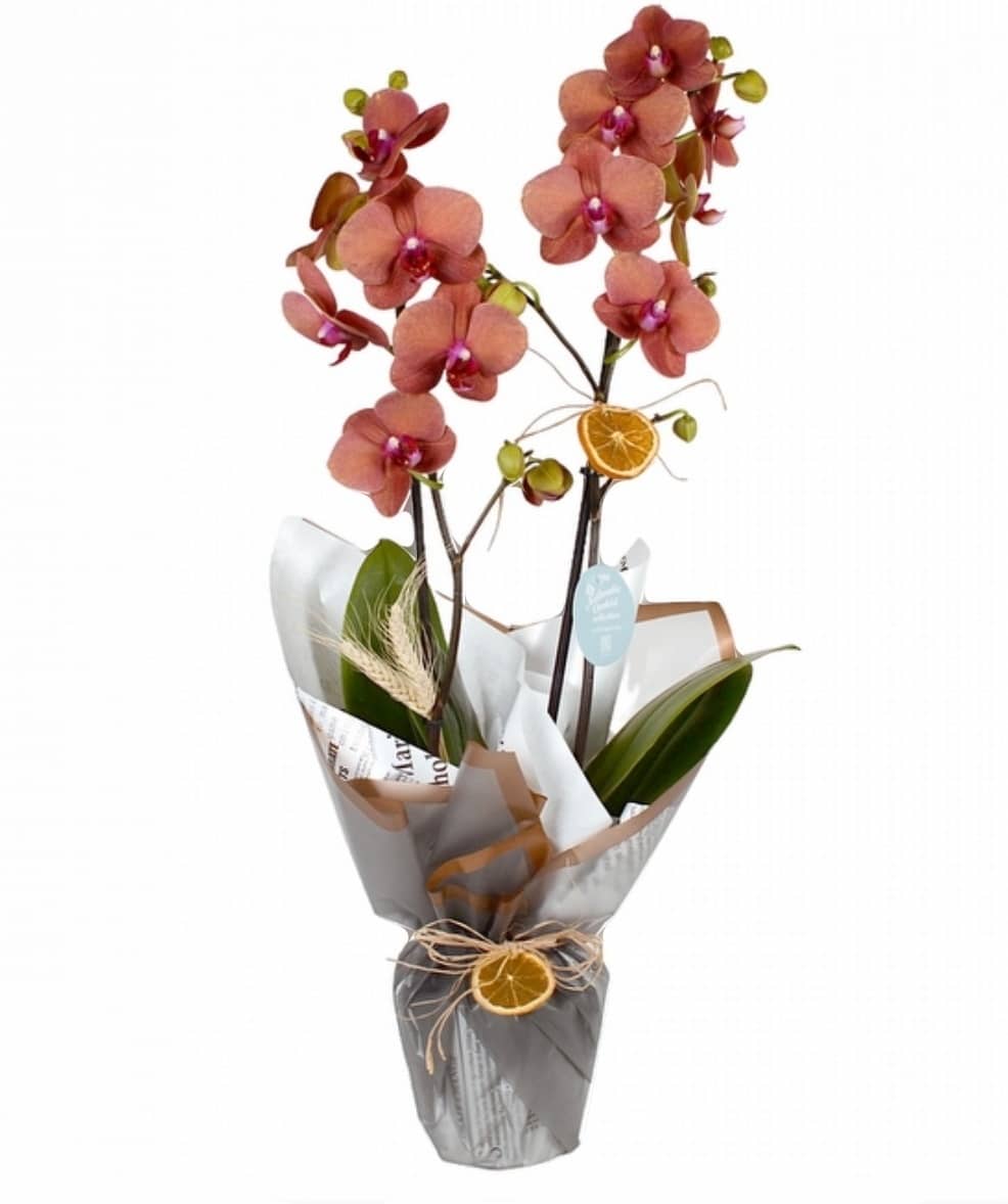 2 Stems of Fire-Colored Orchids