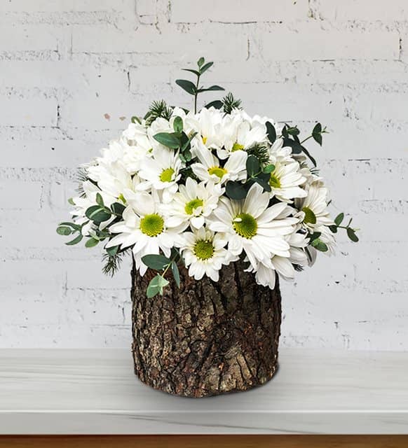 Papatya & Gerbera