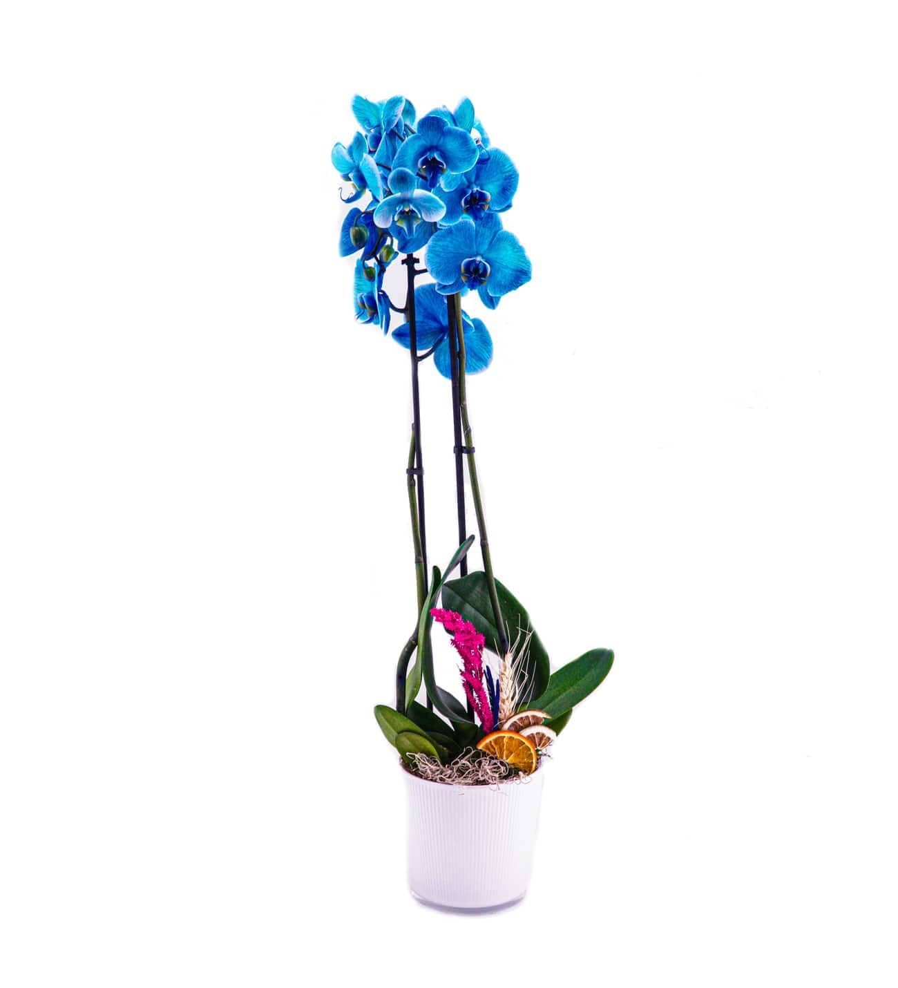 Blue Orchid Design Blue Orchid Design