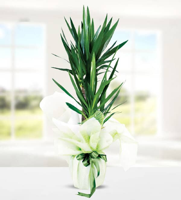 Yucca Dracena 2 Köklü Yucca Dracena 2 Köklü