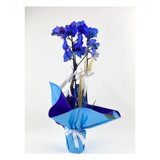 2 Dal Mavi Orkide (Premium Tasarım)