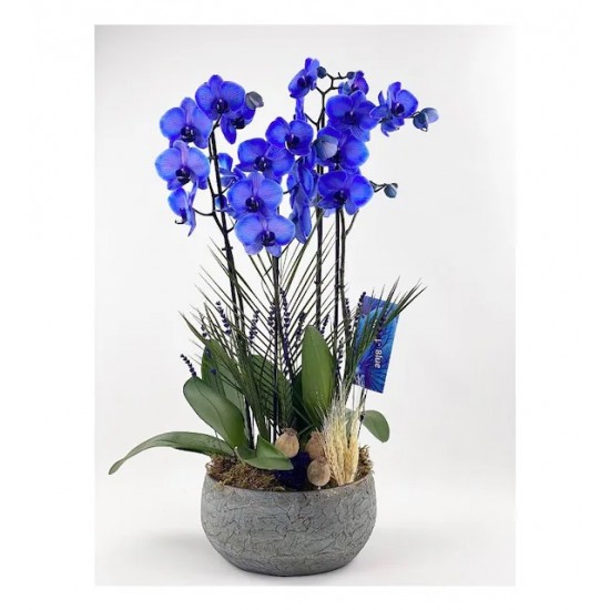 4 Dal Mavi Orkide - Special Serisi