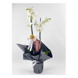 2 Dal Beyaz Orkide - Vip Tasarım