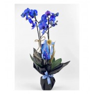 2 Dal Mavi Orkide - Black Tasarım