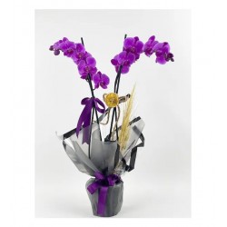 2 Dal Mor Orkide - Vip Tasarım