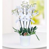 4 Dal Beyaz Phalaenopsis Orkide