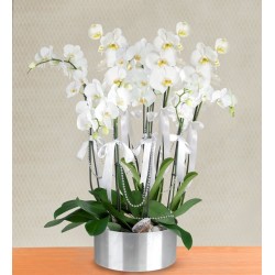 8 Dal Beyaz Orkide Aranjmanı