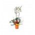 Beyaz Orkide Turuncu Saksıda Güller Tasarımı