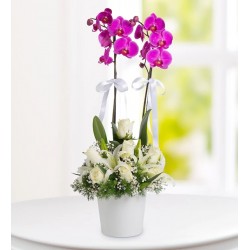 Dört Mevsim Orkide Lilyum ve 7 Beyaz Gül Aranjmanı